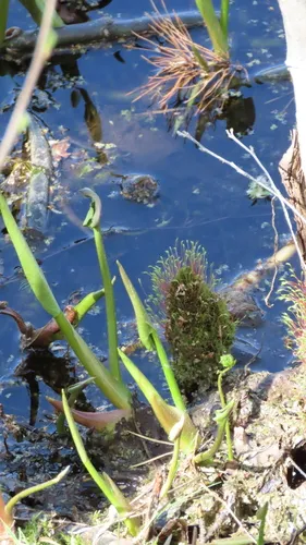 Amblystegium Moss