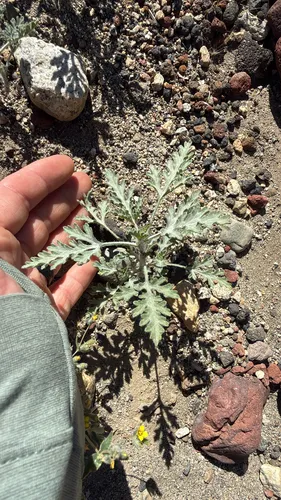 Flatspine Bur Ragweed