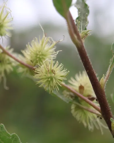 Ambrosia Leaf Bur Ragweed