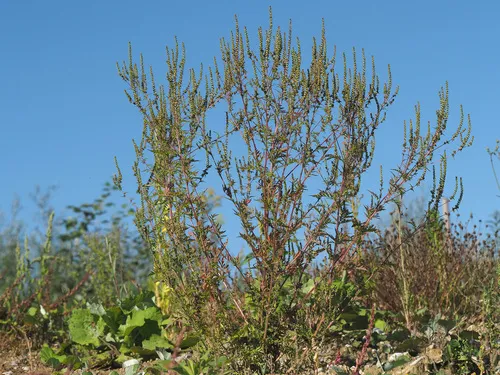 Annual Ragweed
