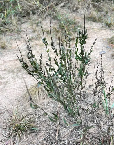 Lanceleaf Ragweed — photo by harrier