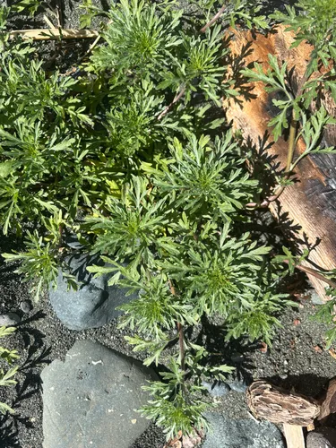 Silver Bur Ragweed — photo by meningoenzep