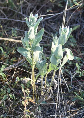 Rio Grande Ragweed — photo by Jared Gorrell