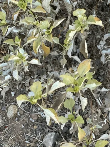 San Diego Bur Ragweed — photo by Alma Delia Giles Guzmán