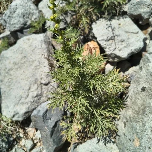 Weakleaf Bur Ragweed — photo by stevemudge