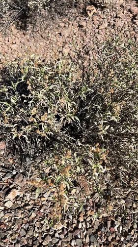 Triangle Bur Ragweed — photo by emmanuel-r