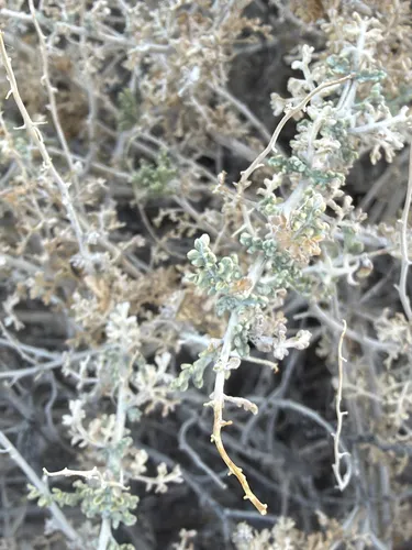 Burrobush
