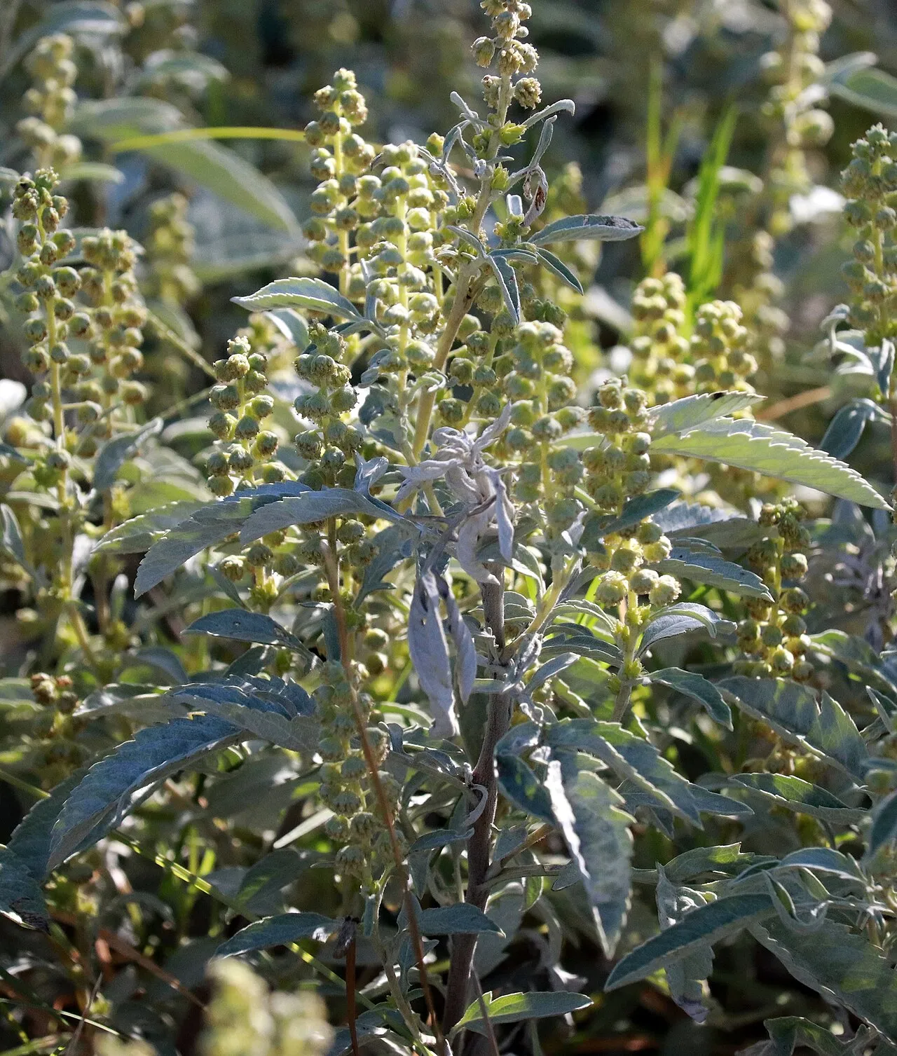 Woollyleaf Bur Ragweed — photo by (c) Catherine C. Galley, some rights reserved (CC BY)