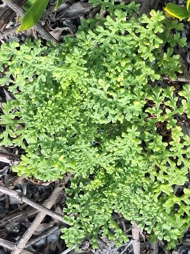 Coastal Ragweed