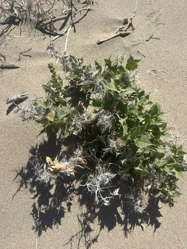 Hollyleaf Bur Ragweed — photo by Melanie J. Davis