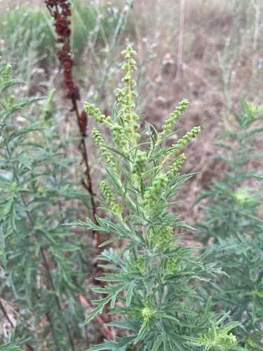 Cuman Ragweed