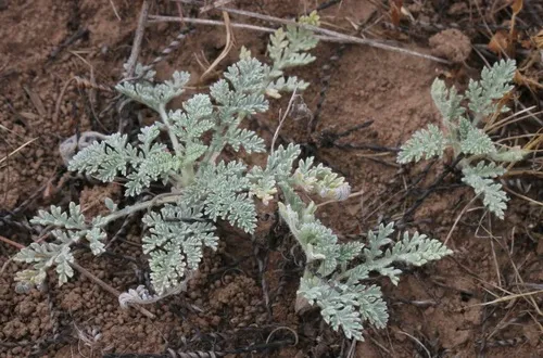 Dwarf Bur Ragweed
