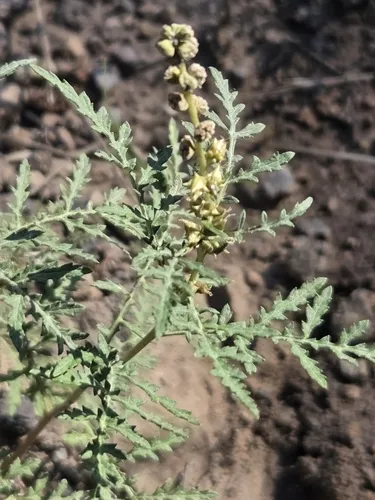 Skeletonleaf Bur Ragweed — photo by Craig Martin
