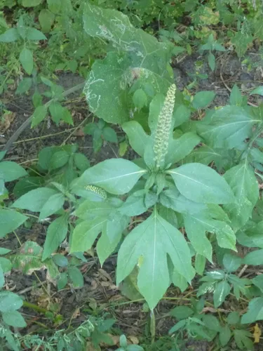 Great Ragweed
