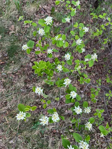 Saskatoon Serviceberry — photo by Kallum McDonald