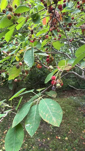 Common Serviceberry