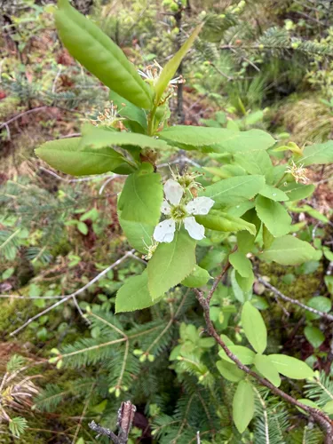 Oblongfruit Serviceberry — photo by breims5