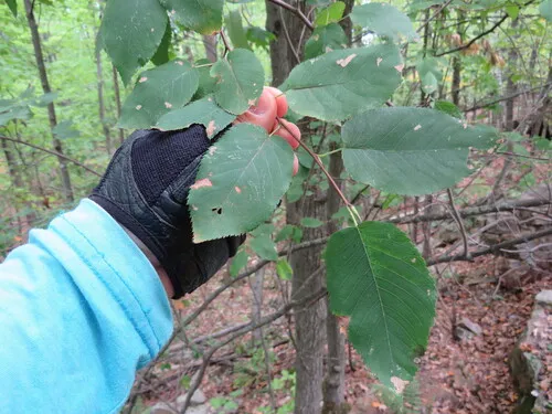 Canadian Serviceberry