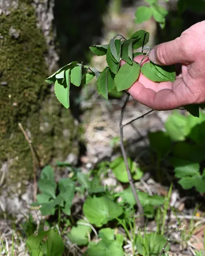 Low Serviceberry
