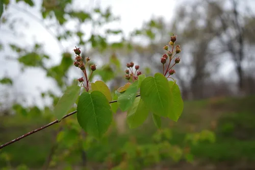 Inland Serviceberry