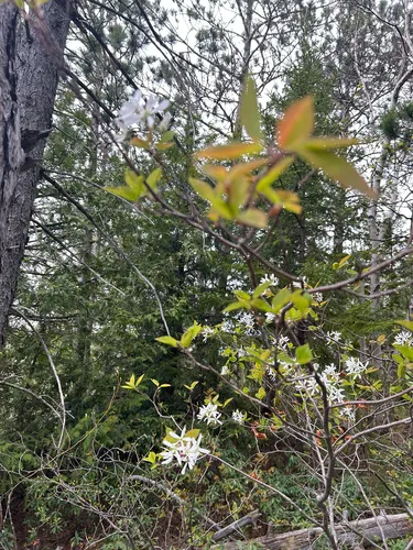 Allegheny Serviceberry