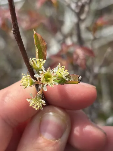 Nantucket Serviceberry — photo by Oliver Watson