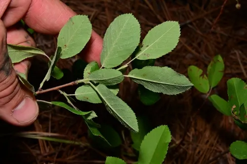 Coastal Serviceberry