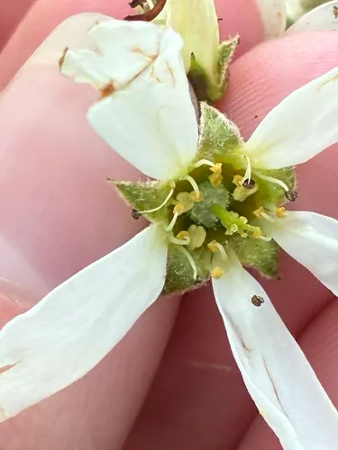 Roundleaf Serviceberry — photo by Ronan Veers