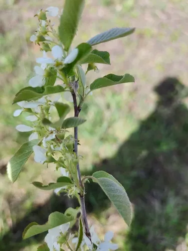 Running Serviceberry — photo by Graham Cameron