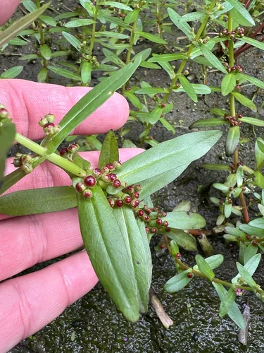 Eared Redstem
