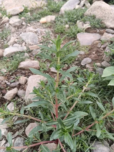 Monarch Redstem