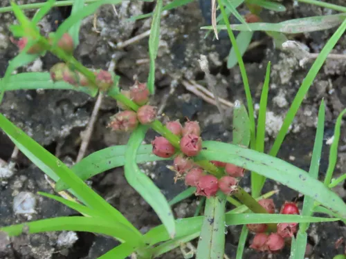 Valley Redstem