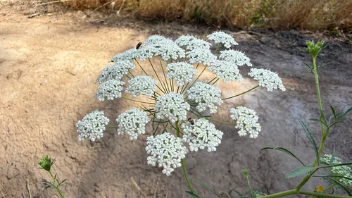 Large Bullwort