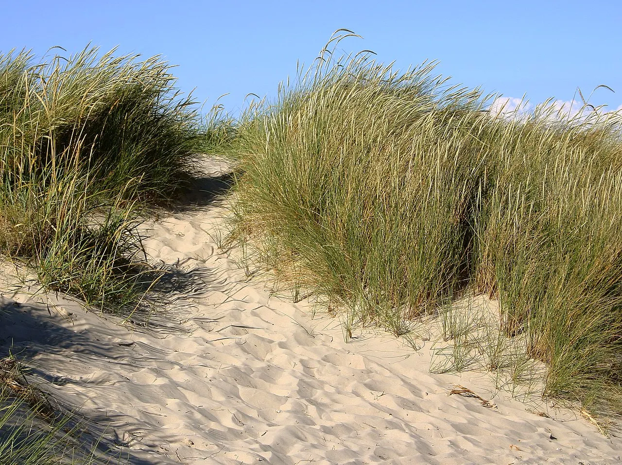 European Beachgrass