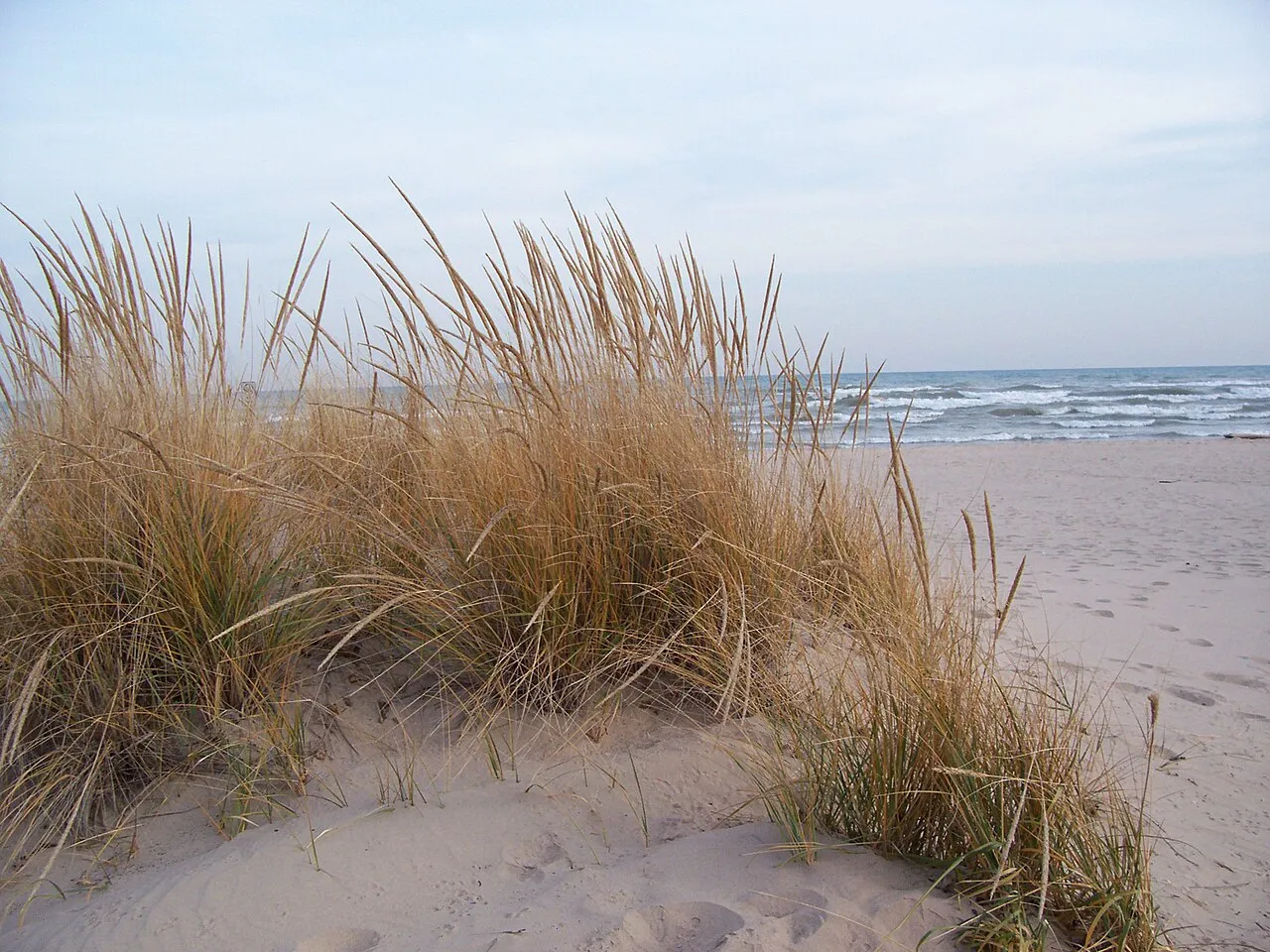 American Beachgrass