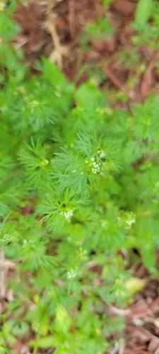 Butler's Sandparsley