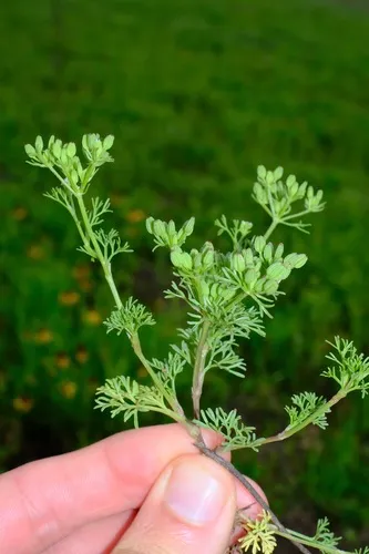 Plains Sandparsley — photo by Nathan Aaron