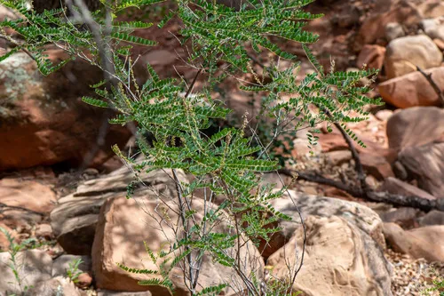 California False Indigo