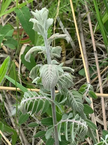 Leadplant