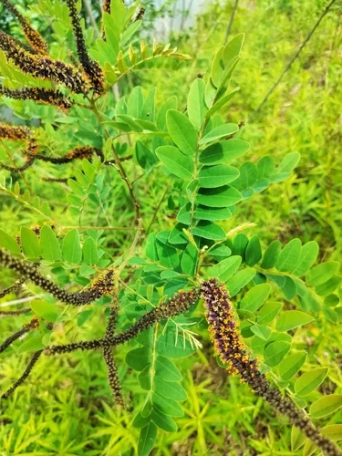 False Indigo Bush