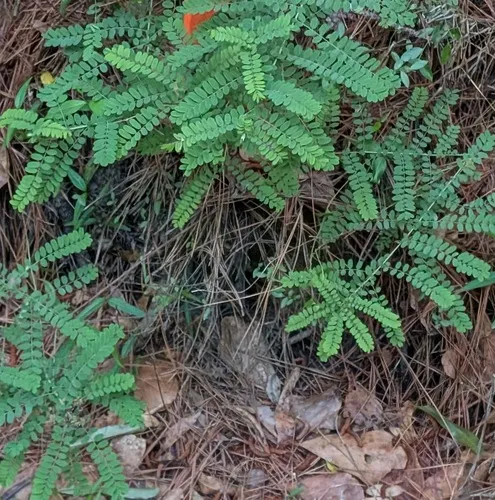 Georgia False Indigo