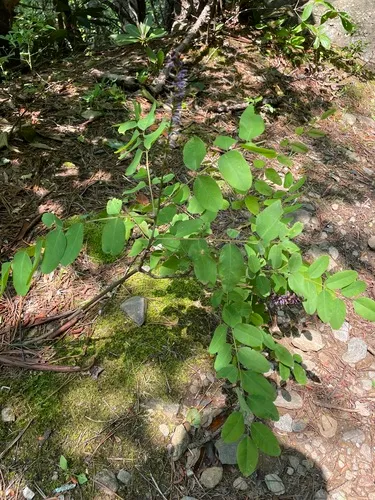 Mountain False Indigo — photo by Mark Fishbein