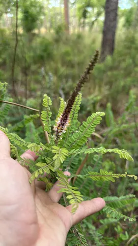 Clusterspike False Indigo