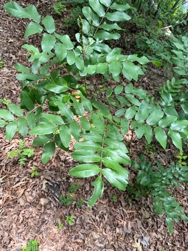 Shining False Indigo — photo by tallpaultheforester