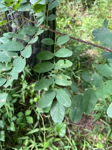 Ouachita False Indigo — photo by tallpaultheforester