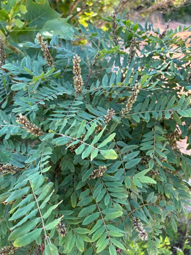 Schwerin's False Indigo — photo by Robby Deans