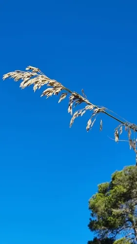 Mauritanian Grass — photo by Emili García-Berthou