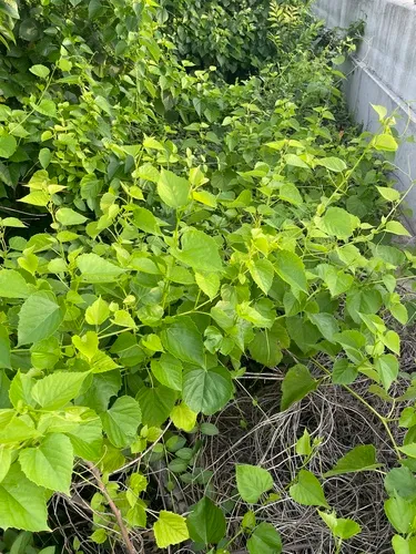 Heartleaf Peppervine