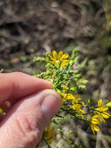 Texas Broomweed — photo by 🌱 Aaron Lincoln 🌱