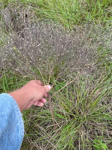Prairie Broomweed